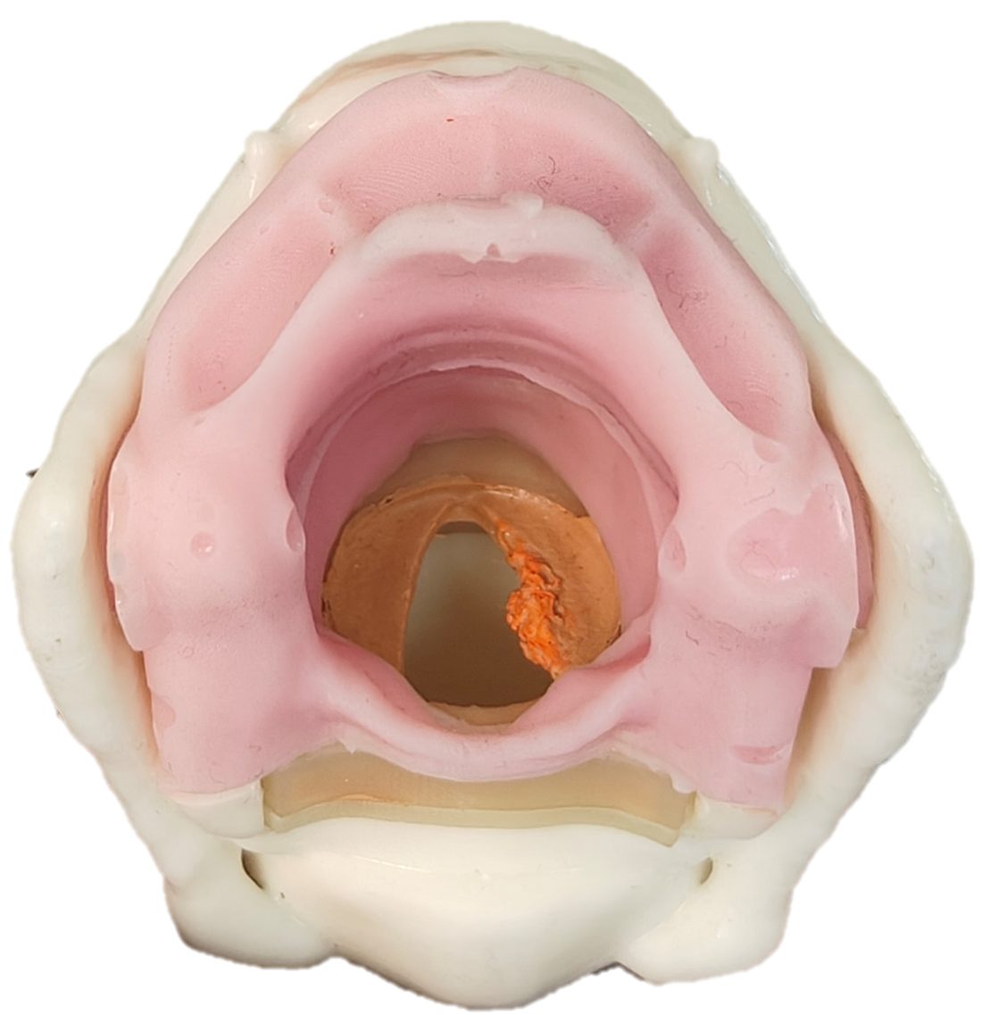 Larynx Model view 2