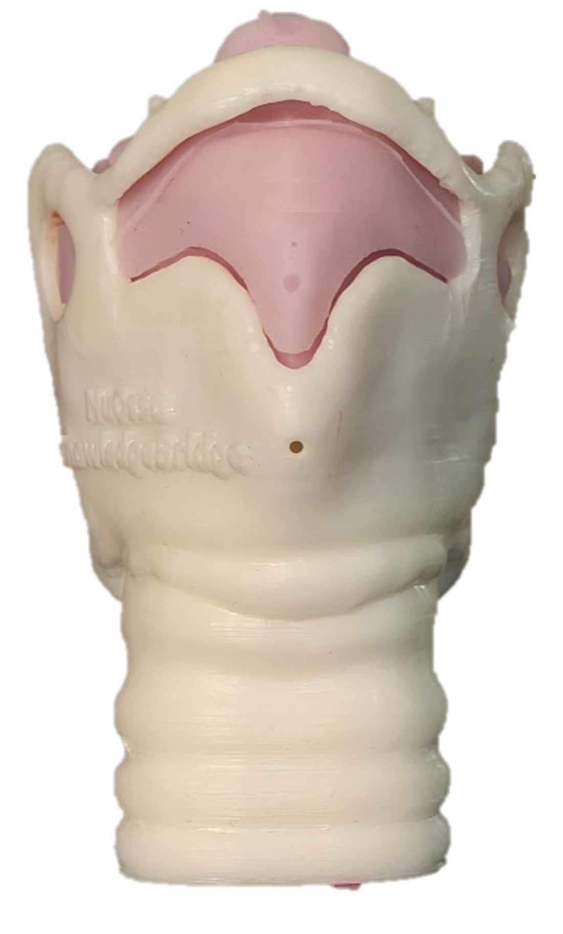 Larynx Model view 1